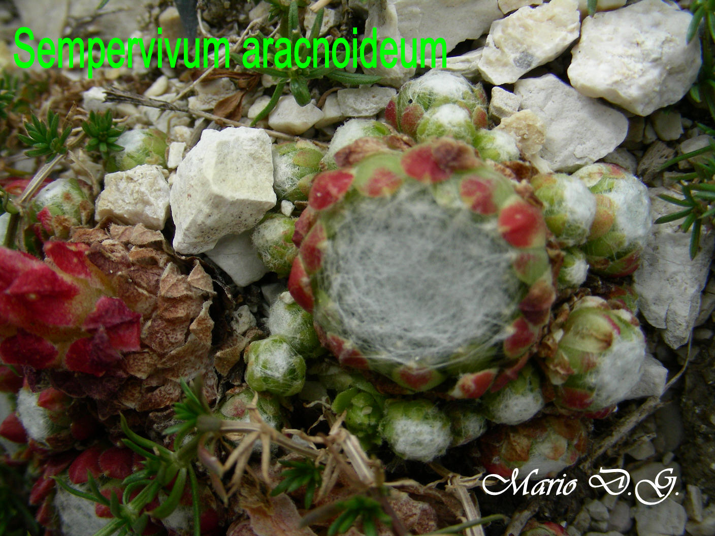 Sempervivum aracnoideum... sul Gran Sasso d''Abruzzo